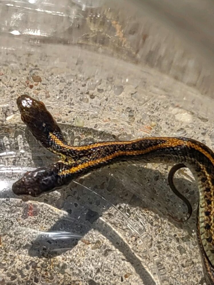 تصویر مار عجیب و غریب کشف شده در آمریکا | این مار دو سر ترسناک را ببینید