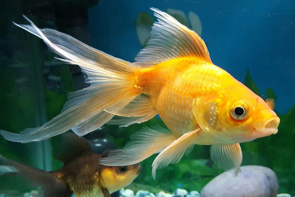 gold fish - ماهی قرمز - ماهی عید نوروز - ماهی گلی
