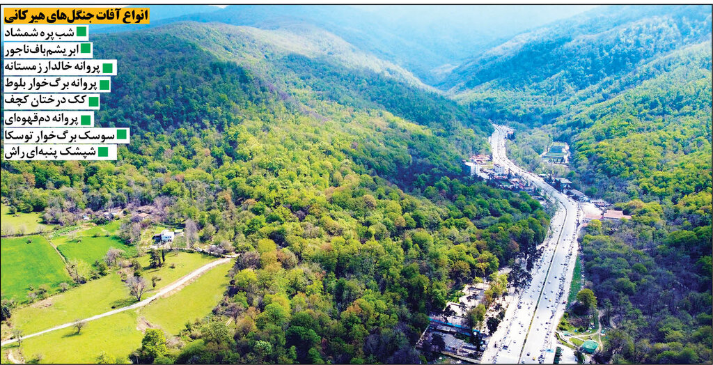 نگرانی از آفت زدگی به درختان هیرکانی | به داد میراث چندهزارساله برسید