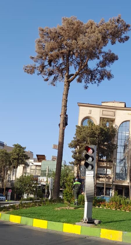 قطع درخت کهنسال در کاشان | واکنش شهرداری به این موضوع | یک تابلوی تبلیغاتی حکم قطع یک درخت دیگر را صادر کرد
