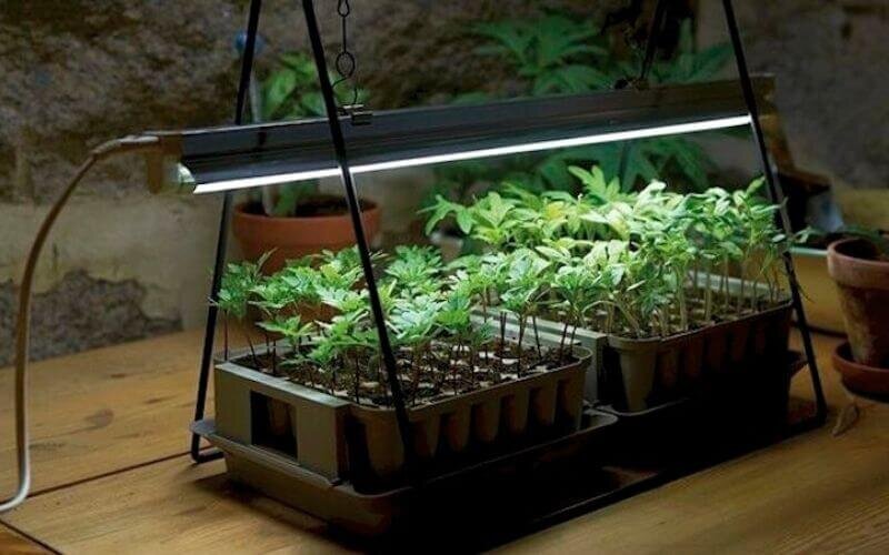 یک روش ساده و ارزان برای تامین نور گیاهان آپارتمانی | چراغ رشد گیاه چه ویژگی‌هایی دارد؟
