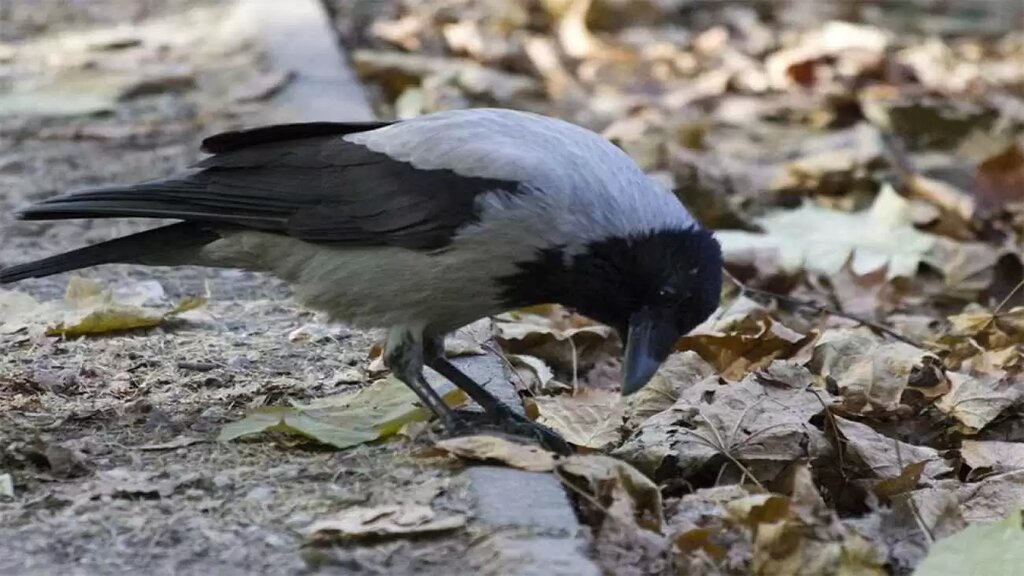 ۹ حقیقت عجیب در مورد کلاغها | کلاغها برای مردگان خود مراسم تدفین برگزار میکنند | میدانستید کلاغ کینهای است؟