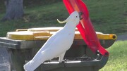 ببینید |‌ حمله طوطی‌های سیدنی به سطل‌های زباله | شهروندان و پرنده‌ها درگیر شدند
