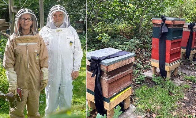  زنبورها از مرگ ملکه مطلع شدند! | نگرانی باکینگهام از خشک شدن عسل زنبورها! |  به زنبورها اطلاع دادند چارلز سوم اکنون شاه است