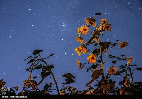 زیباترین تصاویر از مزارع آفتابگردان در لرستان