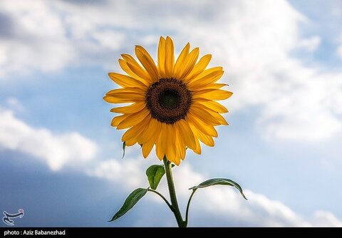 زیباترین تصاویر از مزارع آفتابگردان در لرستان