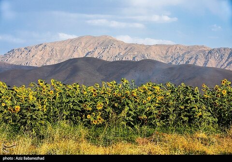 زیباترین تصاویر از مزارع آفتابگردان در لرستان