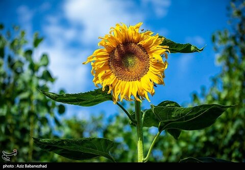 زیباترین تصاویر از مزارع آفتابگردان در لرستان