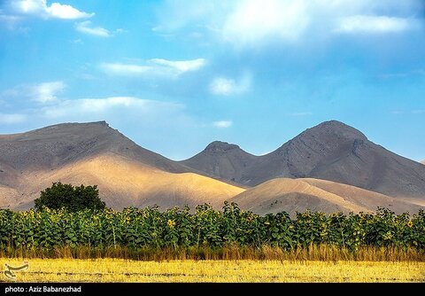 زیباترین تصاویر از مزارع آفتابگردان در لرستان