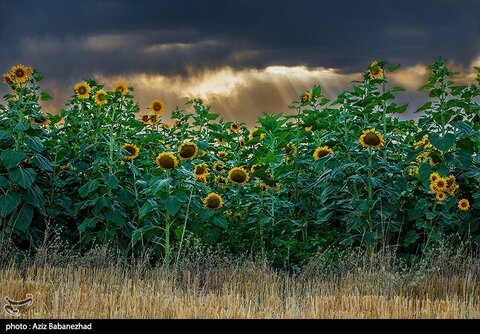 زیباترین تصاویر از مزارع آفتابگردان در لرستان