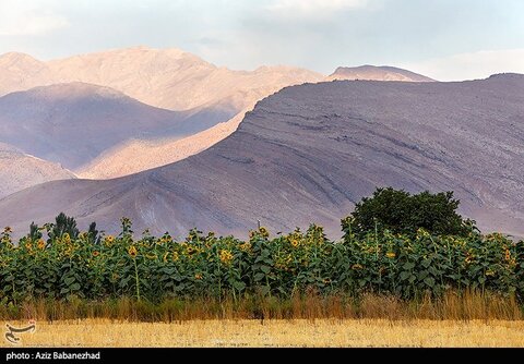 زیباترین تصاویر از مزارع آفتابگردان در لرستان