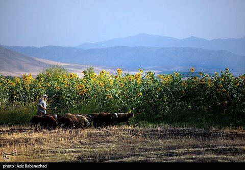 زیباترین تصاویر از مزارع آفتابگردان در لرستان