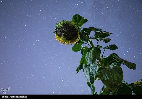 زیباترین تصاویر از مزارع آفتابگردان در لرستان