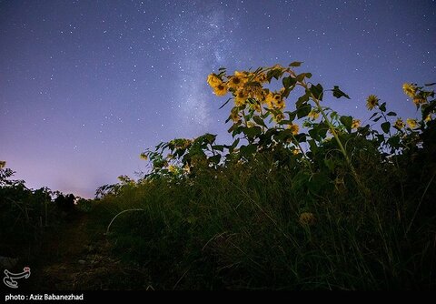 زیباترین تصاویر از مزارع آفتابگردان در لرستان