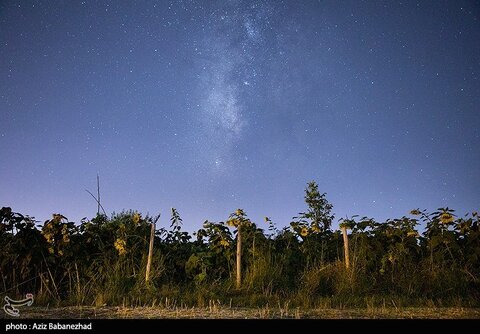 زیباترین تصاویر از مزارع آفتابگردان در لرستان
