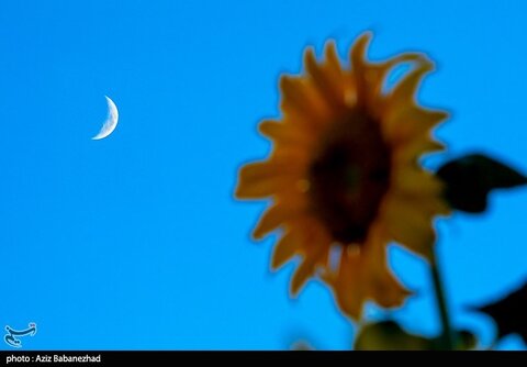 مزارع آفتابگردان شهرستان سلسله - لرستان