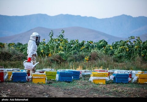 زیباترین تصاویر از مزارع آفتابگردان در لرستان