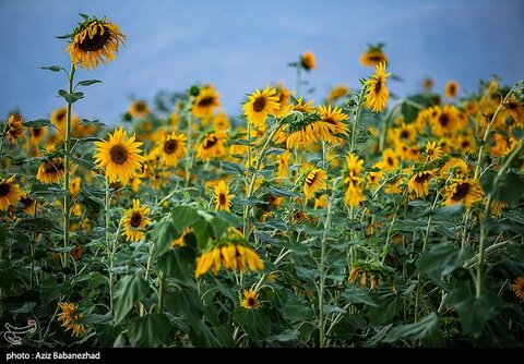 زیباترین تصاویر از مزارع آفتابگردان در لرستان