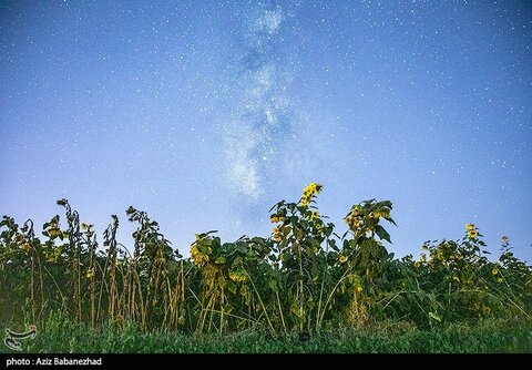 زیباترین تصاویر از مزارع آفتابگردان در لرستان