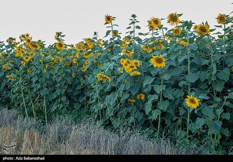 زیباترین تصاویر از مزارع آفتابگردان در لرستان