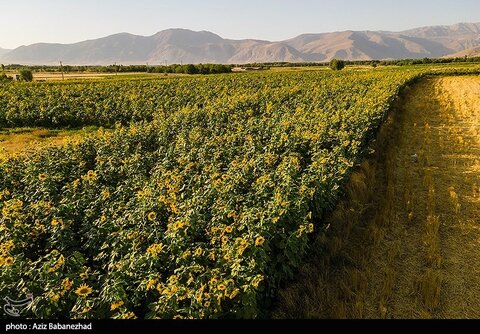 زیباترین تصاویر از مزارع آفتابگردان در لرستان