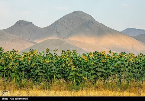 زیباترین تصاویر از مزارع آفتابگردان در لرستان