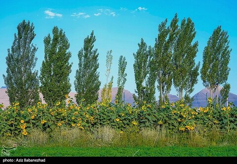 مزارع آفتابگردان شهرستان سلسله - لرستان