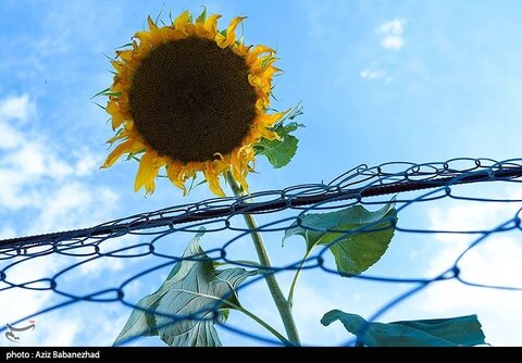 زیباترین تصاویر از مزارع آفتابگردان در لرستان