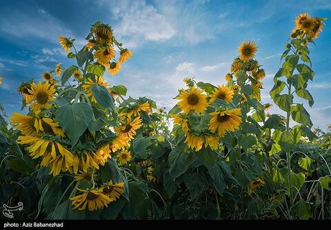 زیباترین تصاویر از مزارع آفتابگردان در لرستان