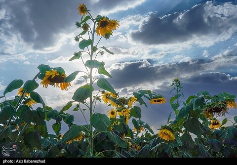 زیباترین تصاویر از مزارع آفتابگردان در لرستان
