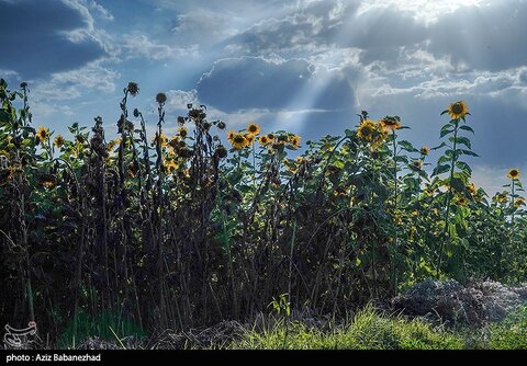 زیباترین تصاویر از مزارع آفتابگردان در لرستان