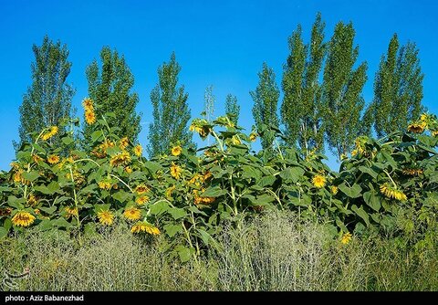 زیباترین تصاویر از مزارع آفتابگردان در لرستان