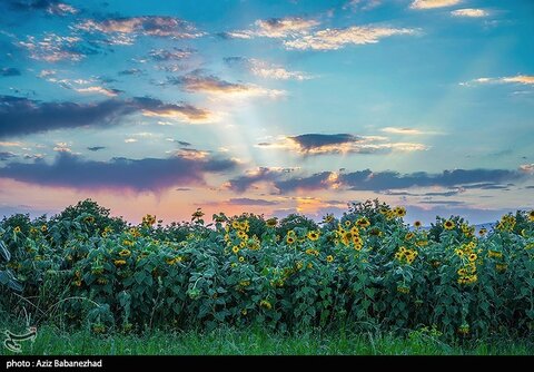 زیباترین تصاویر از مزارع آفتابگردان در لرستان