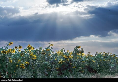 زیباترین تصاویر از مزارع آفتابگردان در لرستان