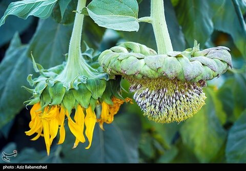 زیباترین تصاویر از مزارع آفتابگردان در لرستان