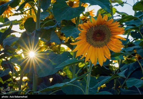 زیباترین تصاویر از مزارع آفتابگردان در لرستان