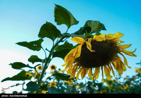 زیباترین تصاویر از مزارع آفتابگردان در لرستان