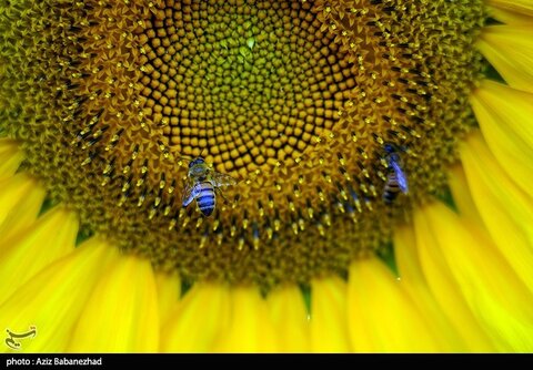 زیباترین تصاویر از مزارع آفتابگردان در لرستان