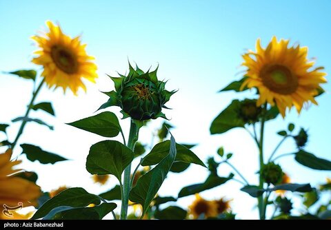 زیباترین تصاویر از مزارع آفتابگردان در لرستان