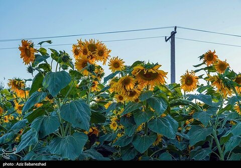 زیباترین تصاویر از مزارع آفتابگردان در لرستان