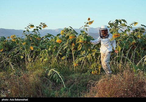 زیباترین تصاویر از مزارع آفتابگردان در لرستان