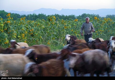 زیباترین تصاویر از مزارع آفتابگردان در لرستان