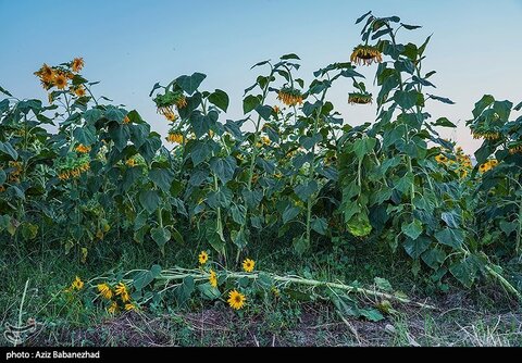 زیباترین تصاویر از مزارع آفتابگردان در لرستان