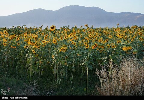 زیباترین تصاویر از مزارع آفتابگردان در لرستان