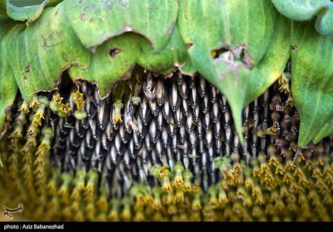 زیباترین تصاویر از مزارع آفتابگردان در لرستان