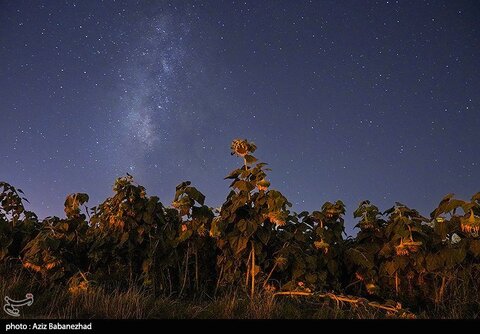زیباترین تصاویر از مزارع آفتابگردان در لرستان
