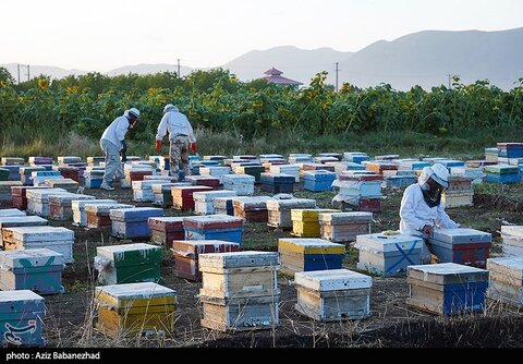 زیباترین تصاویر از مزارع آفتابگردان در لرستان