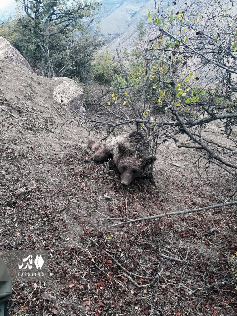 تصاویر | نجات بزرگترین گوشت خوار جهان در رودبار | لحظه به لحظه نجات را ببینید