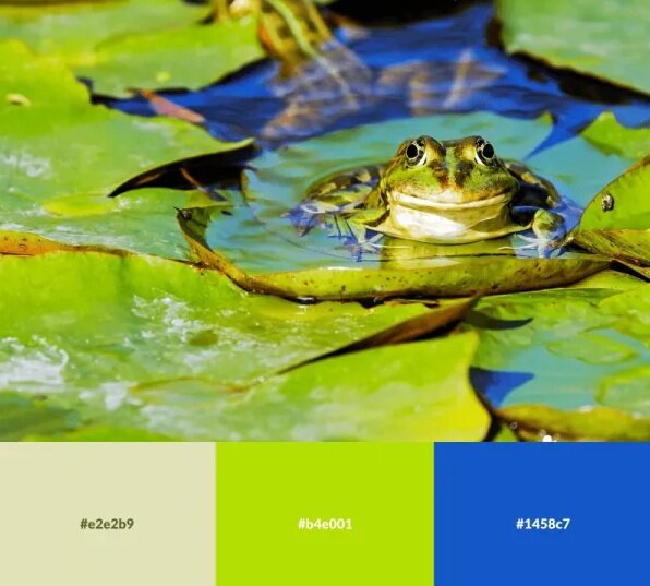تصاویر | رنگ هایی که ترکیب آنها خانه‌تان را زیبا می‌کند | پالت های رنگی الهام گرفته از طبیعت