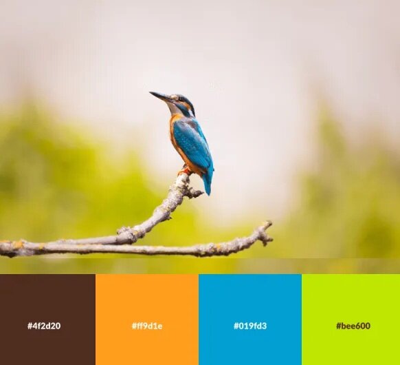 تصاویر | رنگ هایی که ترکیب آنها خانهتان را زیبا میکند | پالت های رنگی الهام گرفته از طبیعت